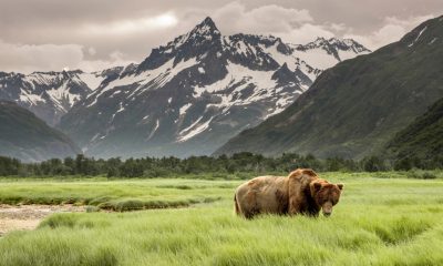 A Bear in a Field